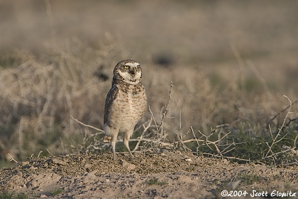 Burrowing Owl