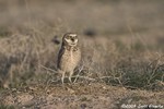 Burrowing Owl