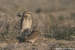 Burrowing Owls