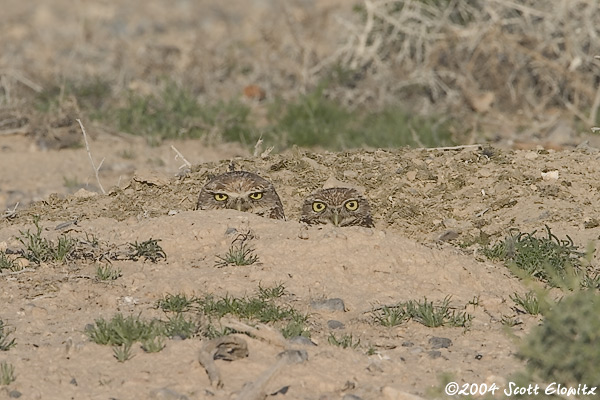 Burrowing Owls