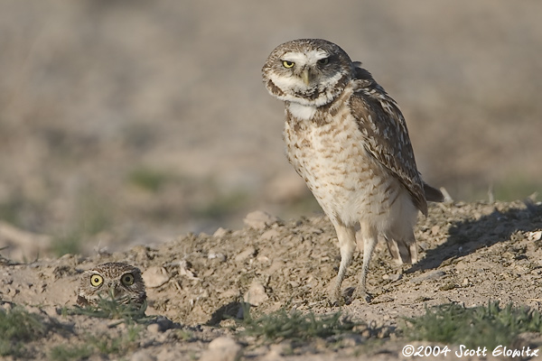 Burrowing Owl