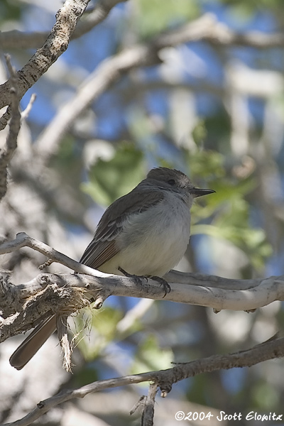 Ash-throated Flycatcher