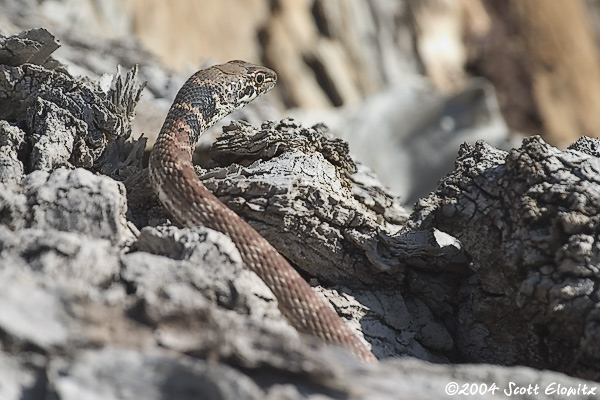 CRW_4609snake.jpg