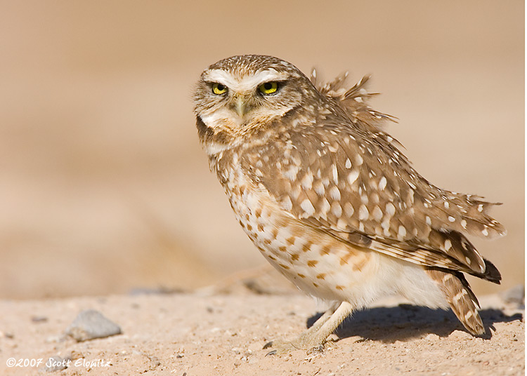 Burrowing Owl