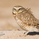 Burrowing Owl